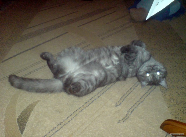 Котовторник  от 3.04.2012