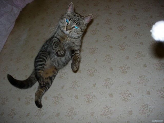 Котовторник 17.04.2012