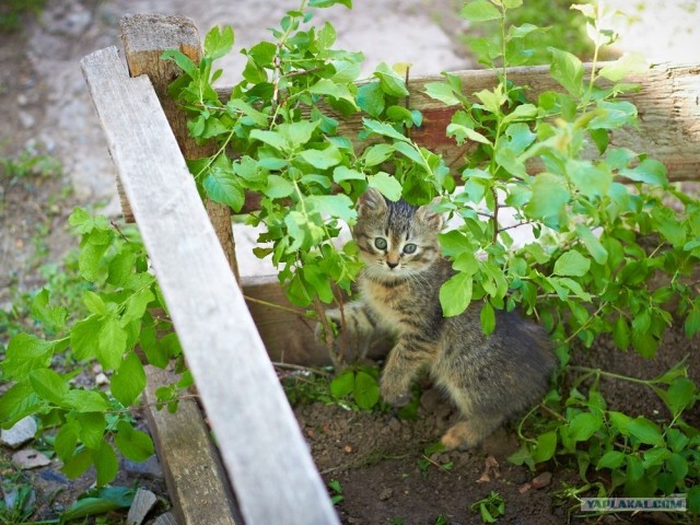 Котовторник 29.05.2012