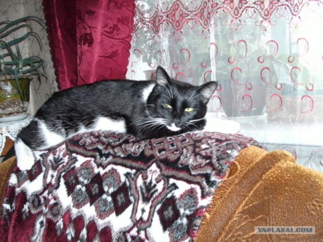 Котовторник  12. 06. 2012