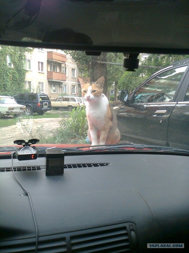 Котовторник  14.08.2012.