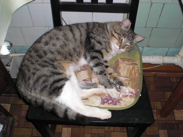 Котовторник 30.10.2012