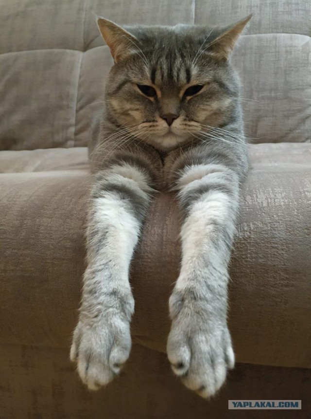 С Днём кошки!