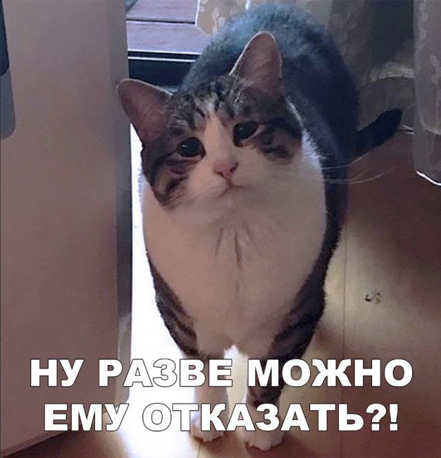 Забавные фото котеек