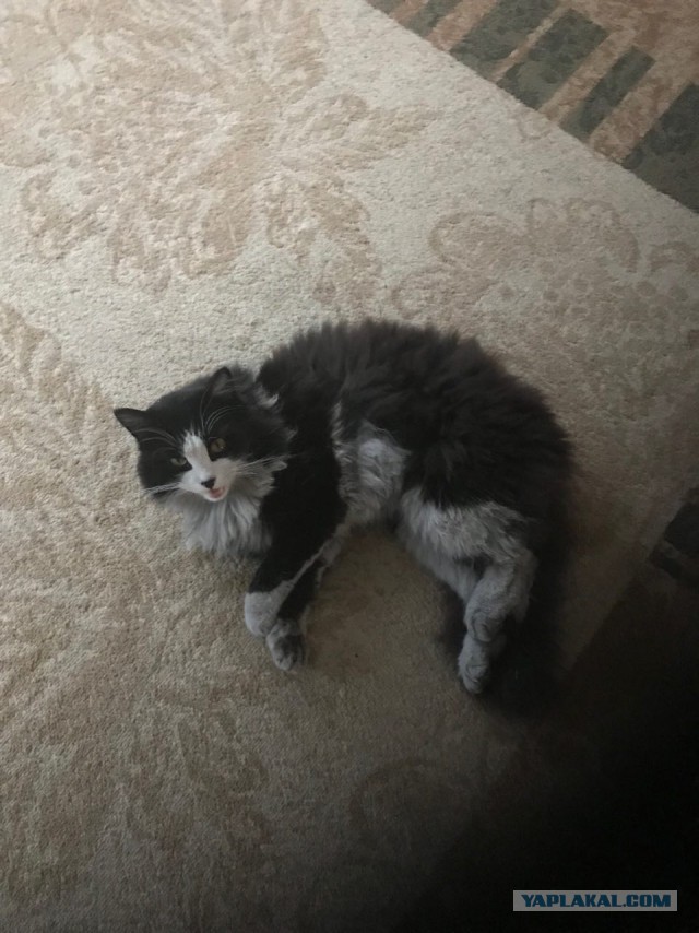 Котовторник 19.03.2019