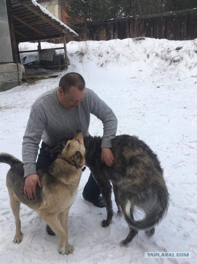 Выпускники приюта для собак