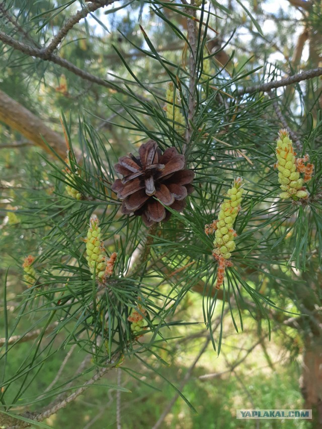 Сам себе фотограф