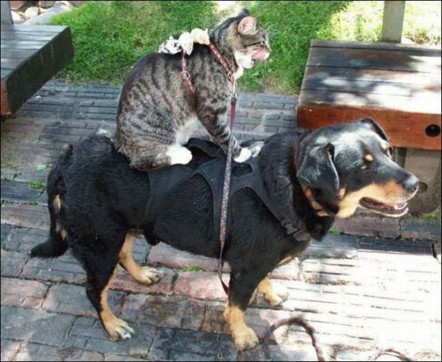 Уже не котовторник, но еще и не собакочетверг