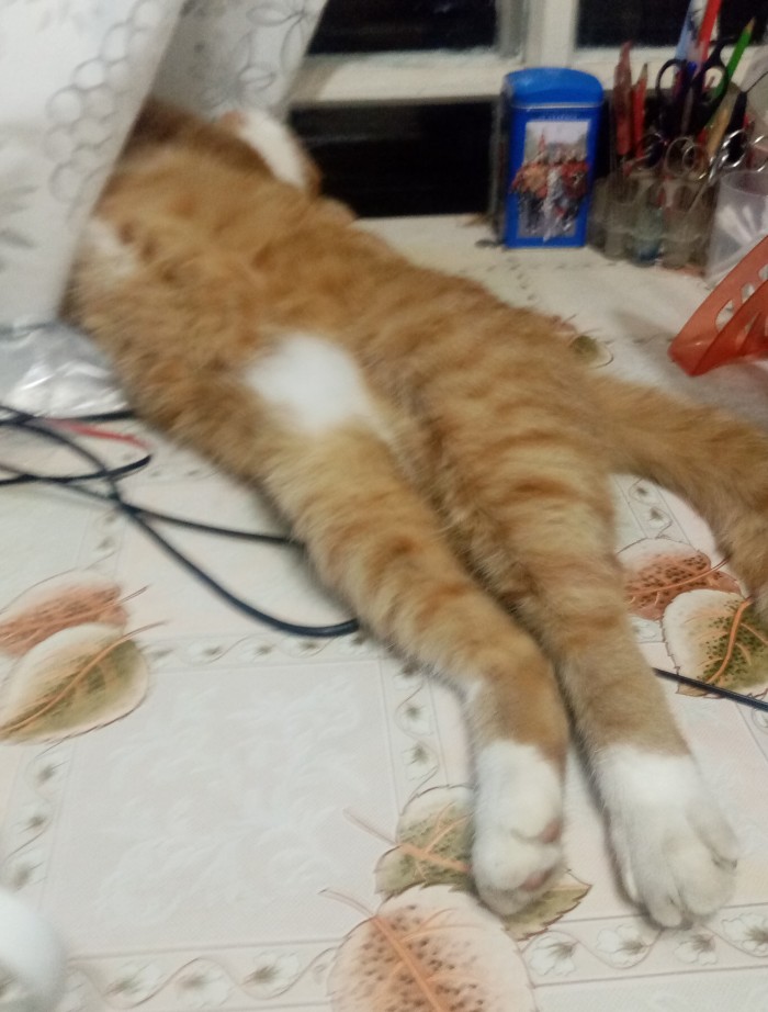 8 основных законов котиков