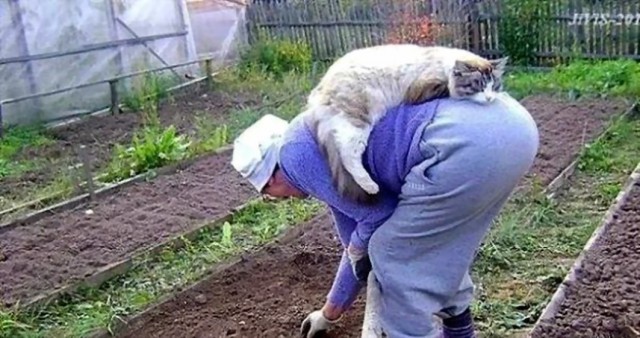 Забавные картинки с котами из сети