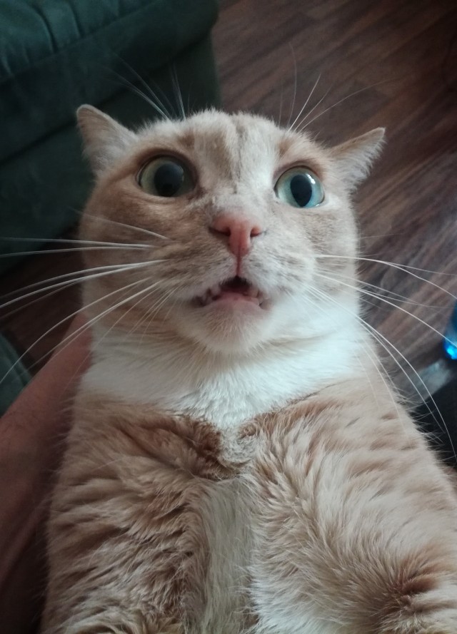 Не на всякого кота гравитация может воздейстовать! Им вообще плевать на законы физики