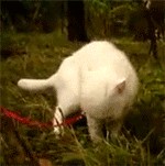 Кот в шоке!