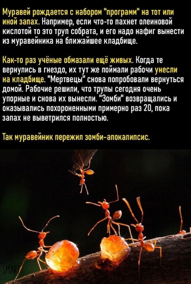 Пазл