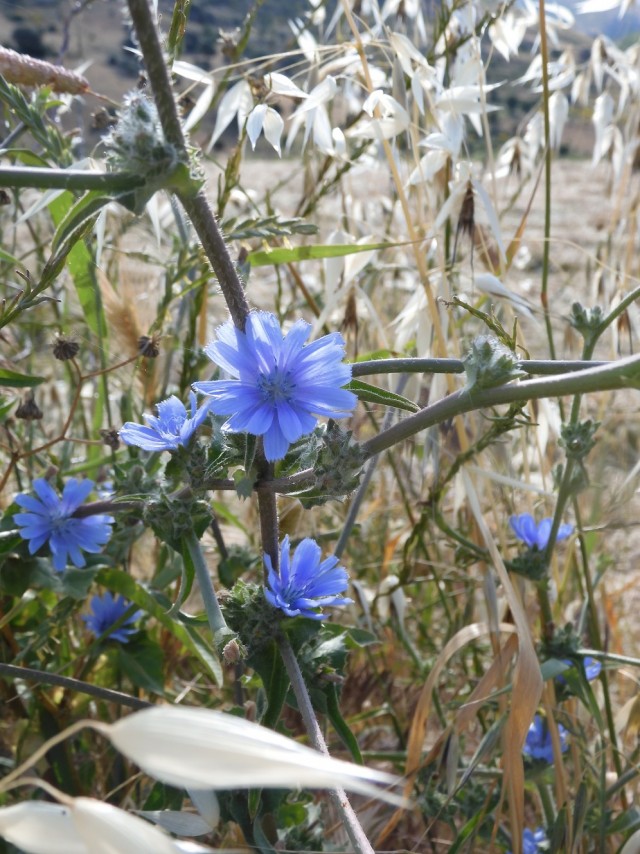 Апельсиняя рыба