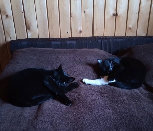 Котовторник же очередной