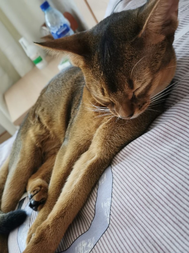Погнали! С котовторником, други!