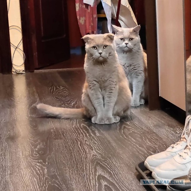 Котовторник (свои добавляем)