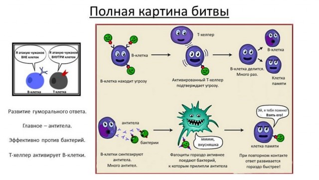 Пандемия. Коронавирус. Россия и мир. Последняя информация. Часть 24