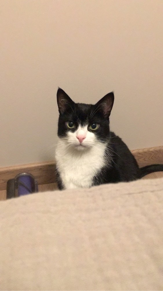 К котовторнику