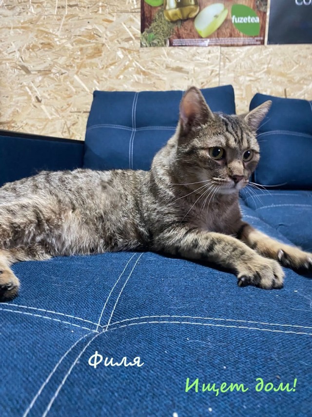 Жизнь домашнего приюта "Котоленд" 326