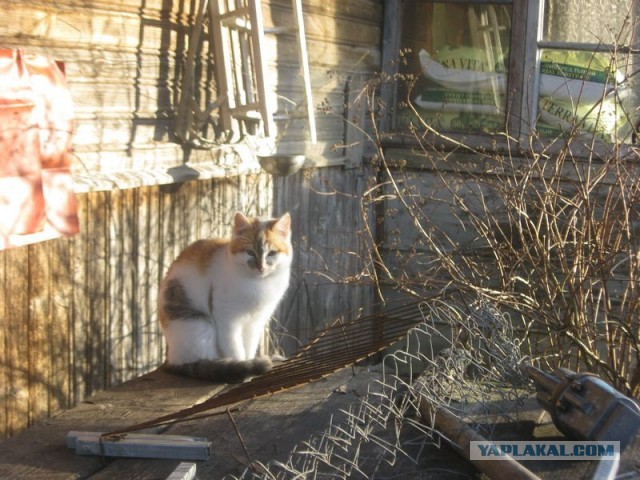 Жизнь домашнего приюта для котеек 385