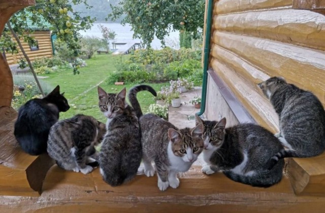С праздником и котофторником!