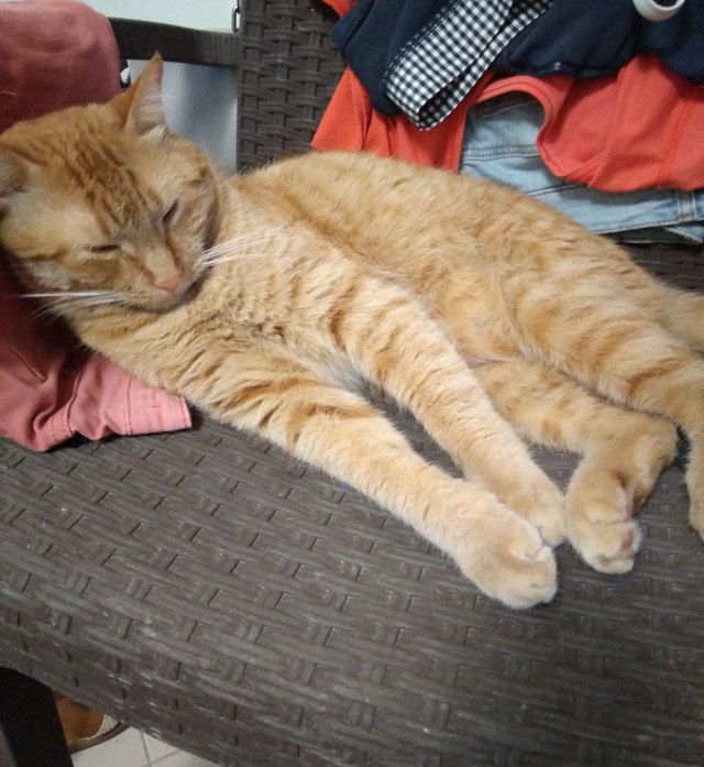 Кот д’Ивуар