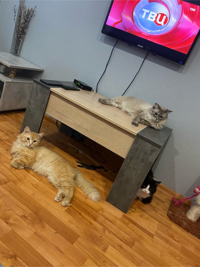 Котовторник. Королева помойки