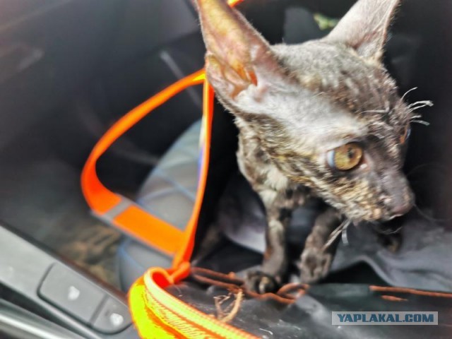Котовторник 19.07.22
