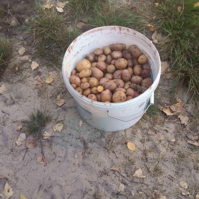 Продам урожай недорого