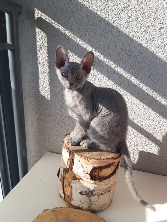 С Котовторником вас! Зовут Чеса!