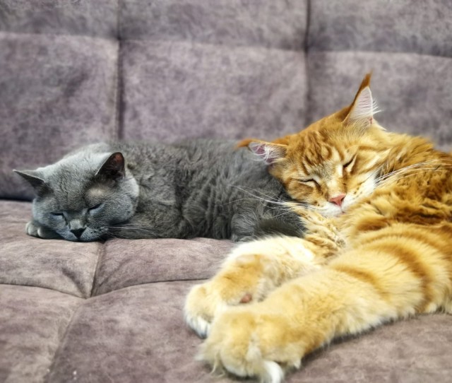 Мой котовторник