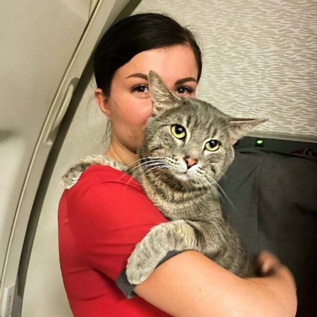 Бортпроводники спасли кота Лешку, которого не пускали в Таиланд