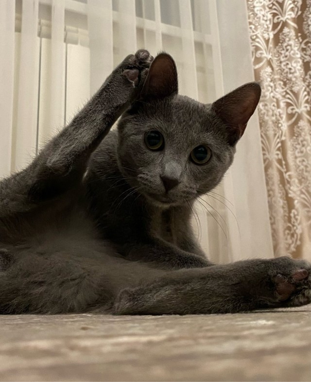 К котовторнику