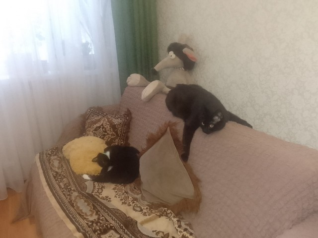 История одного котенка