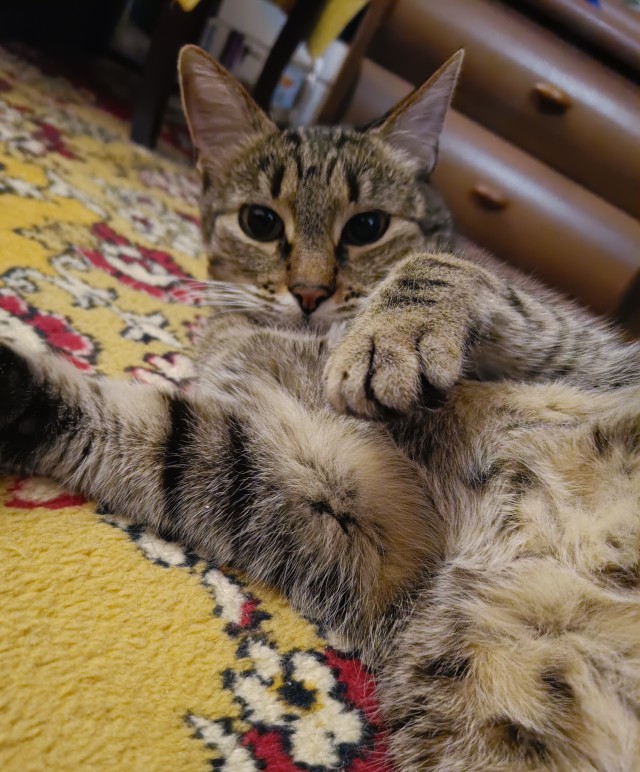 Котовторник