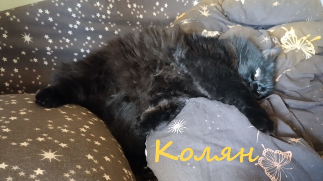 Жизнь домашнего приюта "Котоленд" 396