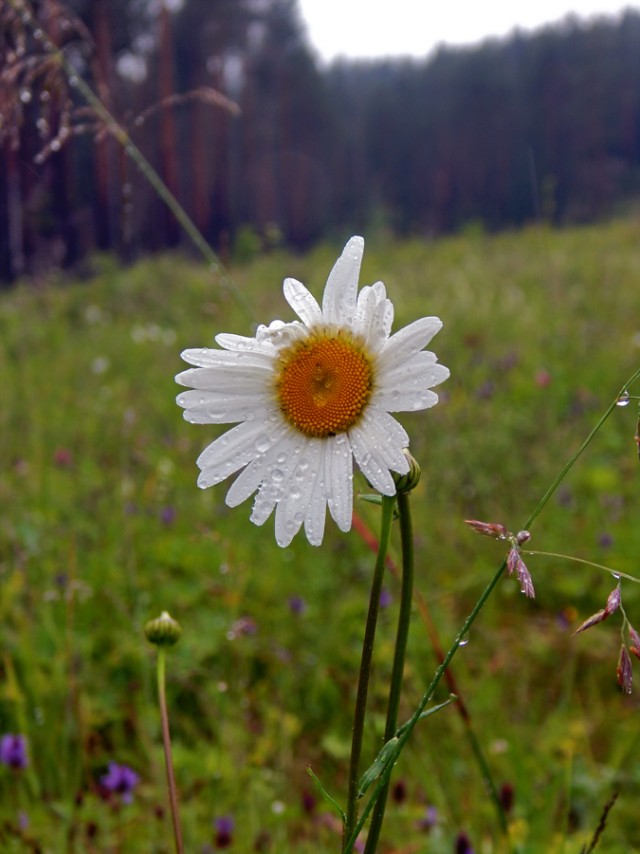 Уральское лето моими глазами