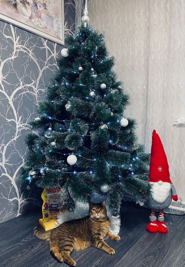 Новогодний кот