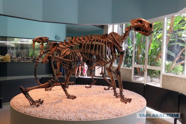 Битумные озера Ла-Брея (La Brea Tar Pits)