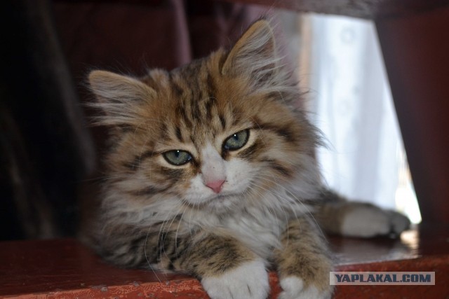 Нежданная гостья