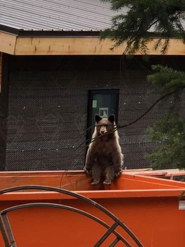 Фото с животными, на которые вы посмотрите дважды