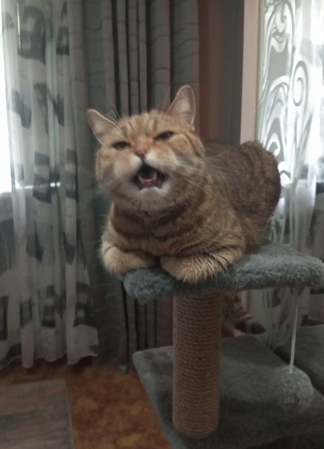 Котовторник в картинках
