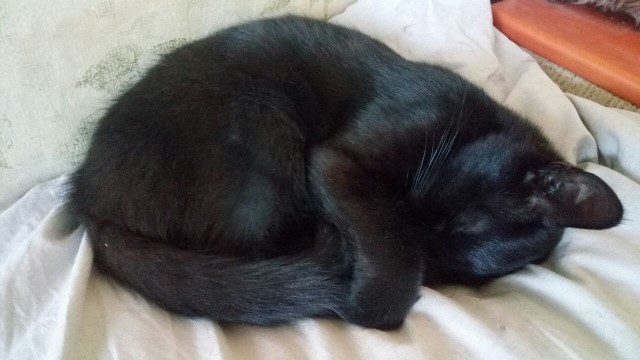 Подкидыш к котовторнику