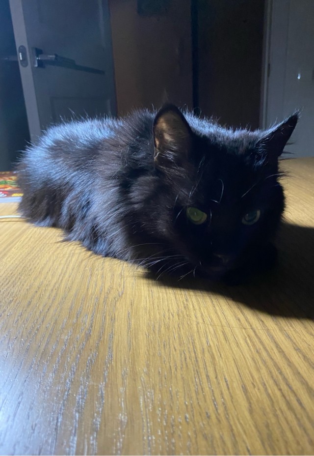 Принимайте в клуб! Котовторник же