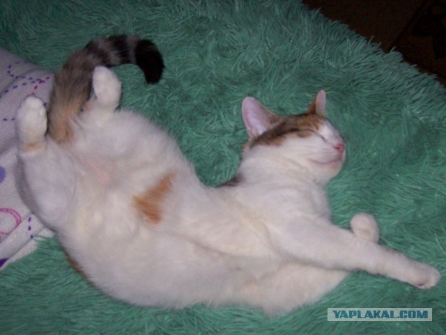 Мои нарисованные картинки с котиками