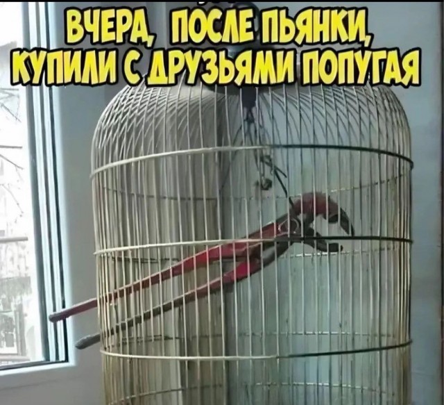 Немного забавных картинок от 01.12.2024