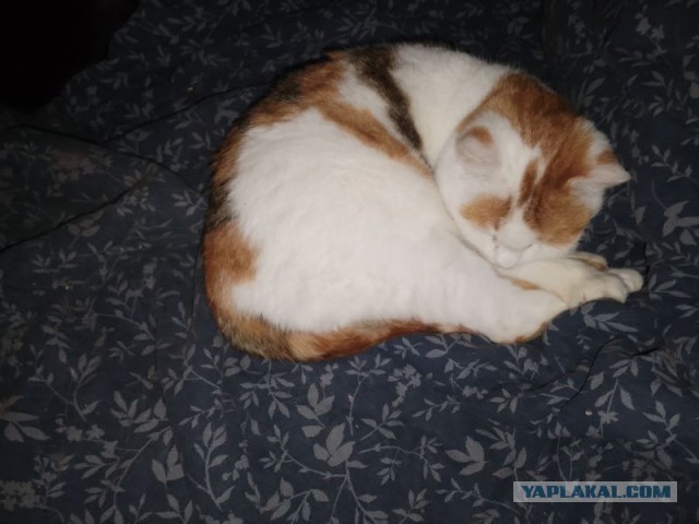 Жизнь домашнего приюта для котеек 529