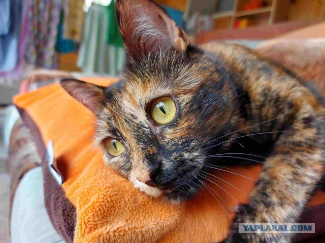 12 самых смешных котов в истории комического конкурса Comedy Pet Photography Awards