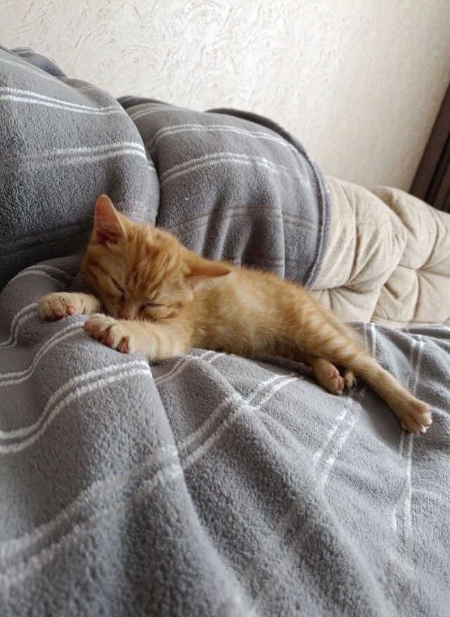 Мой кот